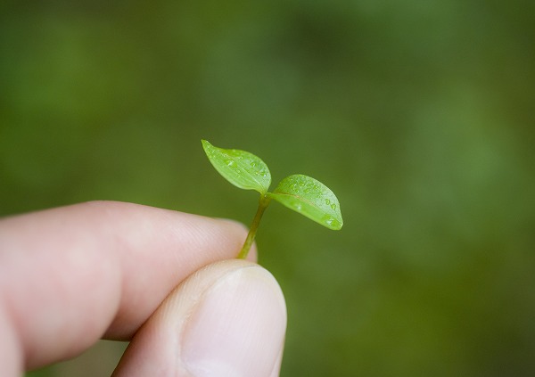 環境イメージ 新芽 新緑 摘む芽 指 手のブログ用無料画像素材｜eha0167-003