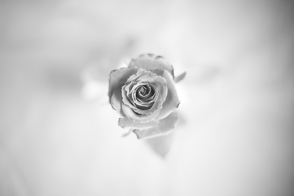 Rose 鯤Υ̵֥Ǻhan0319-063