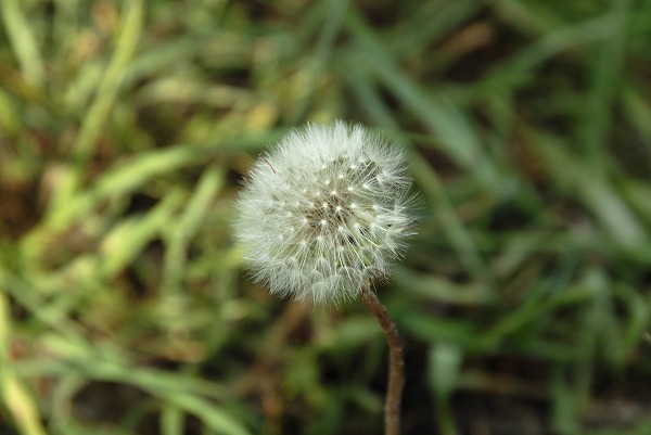  ݥ ӤΥ̵֥Ǻhan0366-012