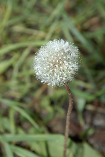  ݥ ӤΥ̵֥Ǻhan0367-012