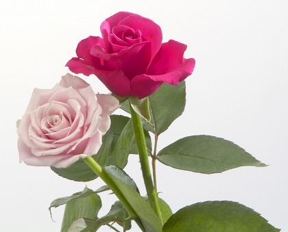 薔薇 バラの花の写真素材 gft0032-026