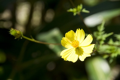 沖縄の黄色い花の写真素材 han0033-009