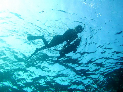 海面を泳ぐ人と犬 シュノーケリングの写真素材 let0015-024