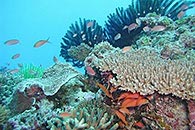 人物・動物＞サンゴ・珊瑚礁